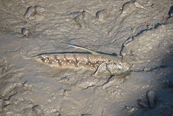 Ikan Glodok di Banyuwangi, Bisa Jalan di Darat