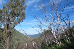 Pohon Putih, Pohon Unik di Atas Gunung Ijen