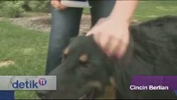 Salah Makan, Anjing ini Memuntahkan Cincin Berlian