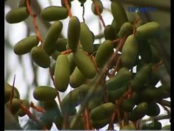 Ngabuburit Melihat Pohon Kurma Berbuah di Masjid Al Barkah Bekasi