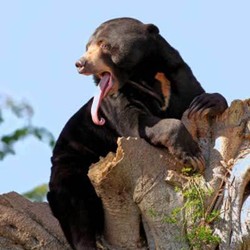 Peran Teknologi dalam Penyelamatan Satwa Langka