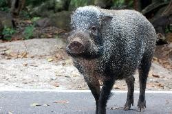 Modus Awal Daging Celeng Diselundupkan ke Jakarta untuk Makanan Hewan di Ragunan