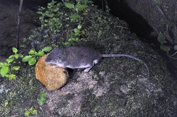 Tak Hanya Tikus Air, Masih Banyak Spesies Hewan Baru di Indonesia