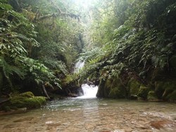 Kisah Peneliti Indonesia Temukan Tikus Air Jenis Baru di Hutan Perawan Sulbar