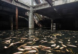 Ajaib! Mal di Bangkok Ini Isinya Ikan