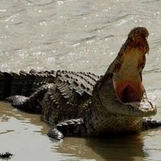 Diberi Makan Depan Pengunjung, Buaya 3,7 Meter di Australia Serang Pawang