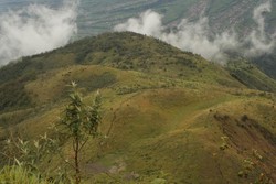 Hijaunya Jalur Pendakian Merbabu Bikin Mata Tak Berkedip