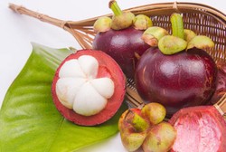 Ini Sebabnya Ekstrak Kulit Manggis Jadi Primadona