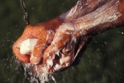 Selalu Jaga Kebersihan, Salah Satu Cara Mencegah Penyebaran Virus Ebola