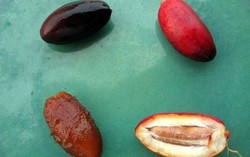 Bagaimana Buah Kurma Menjadi Masak dan Enak Dimakan?