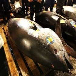 Ini Alasan Tuna Paling Diburu Para Maling Ikan di Laut Indonesia