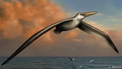 Ilmuwan Temukan Burung Terbesar di Dunia