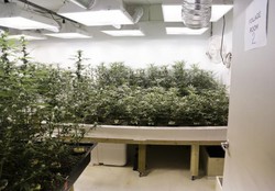 Washington Legalkan Pemakaian Ganja di Wilayahnya