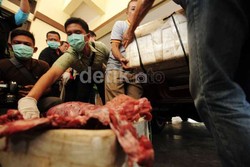 Lonjakan Hama Babi Hutan Diduga Picu Maraknya Penyelundupan Daging Celeng