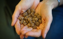 Benarkah Cokelat Mentah Lebih Kaya Akan Nutrisi?