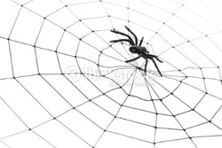 Hikmah dari Sarang Laba-laba