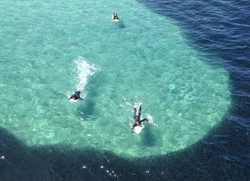 Fenomena Aneh, Jutaan Ikan Teri Kepung Pantai di California