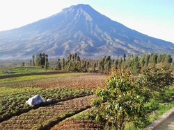Sudut Cantik Kaki Gunung Sindoro Ada di Pasong