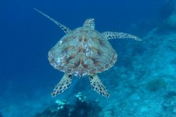 Surga Itu Bernama Maratua