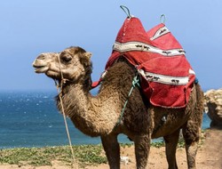 Tips Kecantikan Aneh Wanita Timur Tengah: Keramas dengan Urin Unta