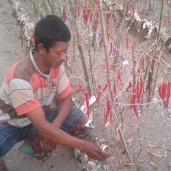 Petani Biarkan Cabai Membusuk Akibat Harga Rontok