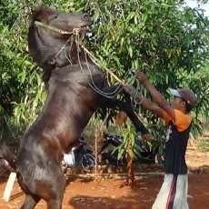 Ngabuburit dengan Melatih Kuda Menari Yuk!