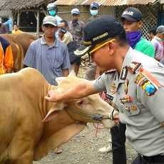 Antisipasi Daging Gelonggongan, Polres Bondowoso Sidak Pasar Hewan