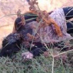 Mayat Wanita Penuh Luka Ditemukan Warga di Kebun Tebu Subang