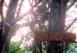 Ketika Pohon Cinta di Palembang Dikaitkan dengan Kesurupan