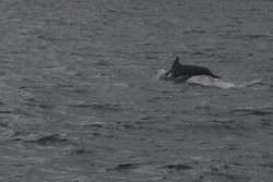 Hebohnya Mencari Lumba-lumba Pemalu di Australia