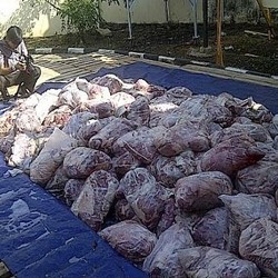 Ini Dia Penampakan Tumpukan Daging Celeng yang akan Dibakar Jadi Abu