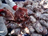 7,4 Ton Daging Celeng Dimusnahkan