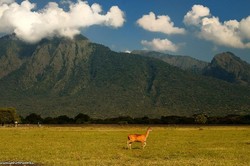 Menikmati Afrika di Taman Nasional Baluran