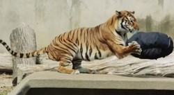 Zoo Jeans, Celana Denim yang Didesain Langsung Oleh Harimau Sampai Beruang
