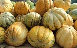 Blewah, Penawar Dahaga yang Segar Harum dan Kaya Manfaat