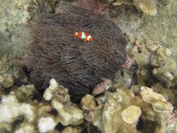 Weekend, Saatnya Bersenang-senang di Karimunjawa