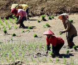 Tanda Bencana, Jumlah Penduduk RI Meningkat Tetapi Petani Berkurang