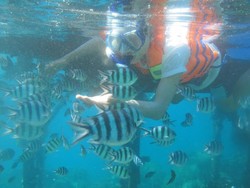 Menikmati Wisata Bawah Laut Karimunjawa