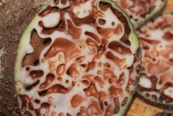 Tak Cuma Papua, Aceh Juga Punya Tumbuhan Sarang Semut!