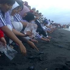 375 Ekor Tukik Dilepas di Pantai Boom