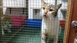 Ramai-ramai Menitipkan Hewan Peliharaan ke Pet Shop Bintang 5