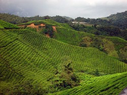 Ini Kebun Teh di Malaysia yang Disebut Terluas se-Asia Tenggara