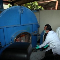 Daging Celeng Hasil Berburu Dikirim ke Jakarta, Diolah Jadi Sosis untuk Ekspor