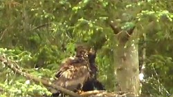 Didorong Elang Saingan Keluar Sarang, Anak Elang Malah Berhasil Terbang