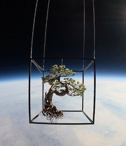 Seniman Jepang Pajang Bonsai di Luar Angkasa?