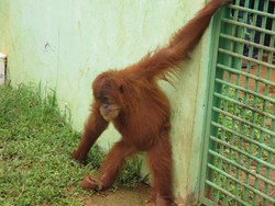 Mudik ke Medan, Ayo Main ke Kebun Binatang