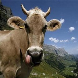 RI Ekspor Sperma Sapi ke Malaysia Hingga Afghanistan