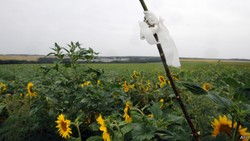 Sebagian Jenazah MH17 Diterbangkan ke Belanda Hari Rabu