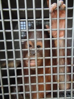 Kisah Orangutan yang Bebas Setelah Terjerat Tali Nilon Selama Satu Tahun