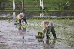 Belajar Dari Kehidupan Petani
